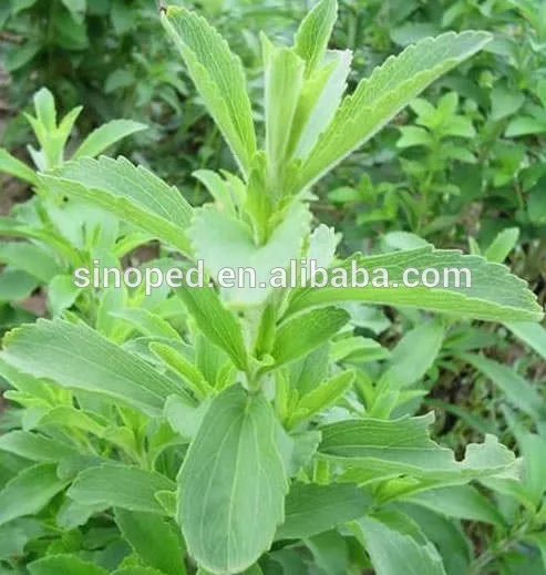 Stevia Sugar/Plant Sugar Extraction Machine
