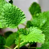 Natural Mellisa Extract Powder 5% Rosmarinic acid Lemon Balm P.E