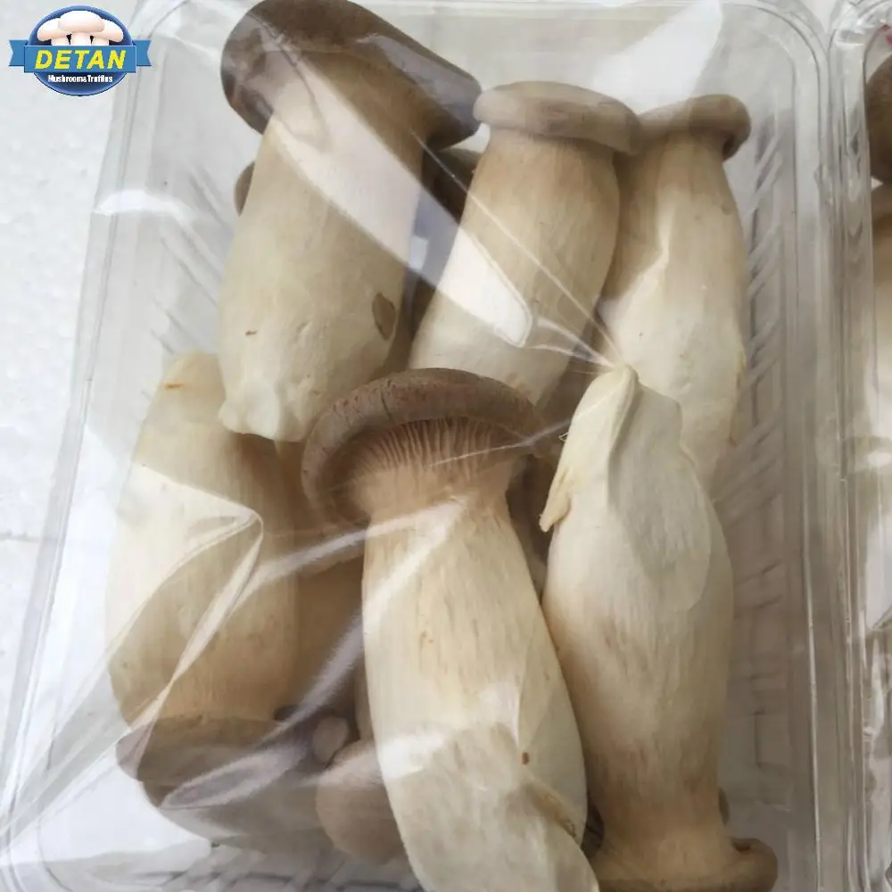 
Detan Pleurotus Eryngii Fungi Fresh 