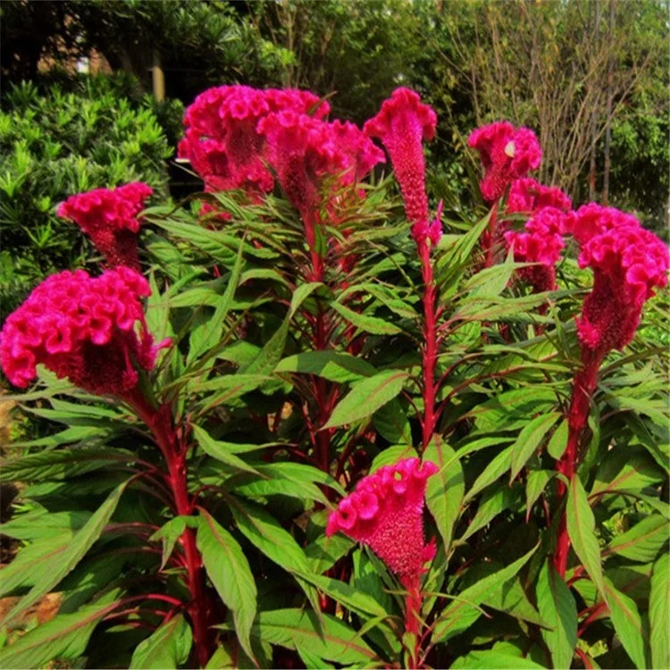 不同种类的羽毛鸡冠花种子 种植用棉sia 花种子 Buy 羽毛鸡冠花种子 Celosia Plumosa 花种子 羽毛鸡冠花种子 Celosia Plumosa 花种子product On Alibaba Com