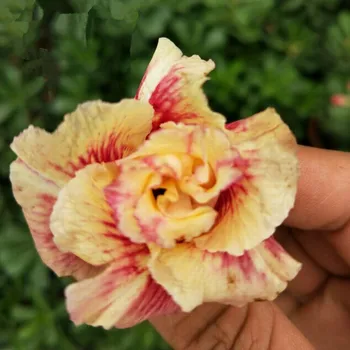 Adenium Obesum Gurun Mawar Bunga Adenium Nursery Buy Adenium Obesum Gurun Mawar Bunga Adenium Nursery Adenium Obesum Desert Rose Product On Alibaba Com