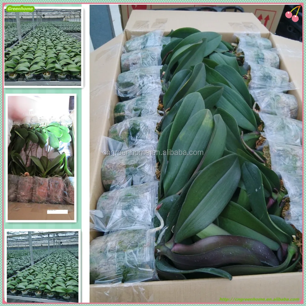 3.5inch with spike packing.jpg