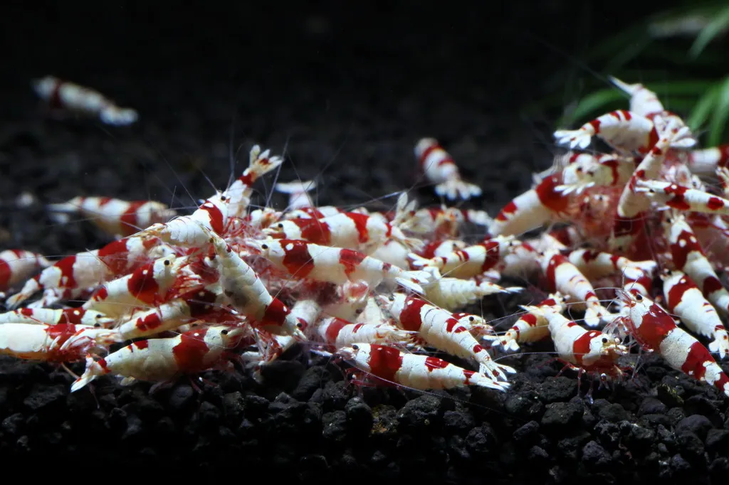 Crystal Red Shrimps. 