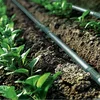 Agricultural Drip irrigation pipe/tape systems for farm irrigation with high quality and competitive price