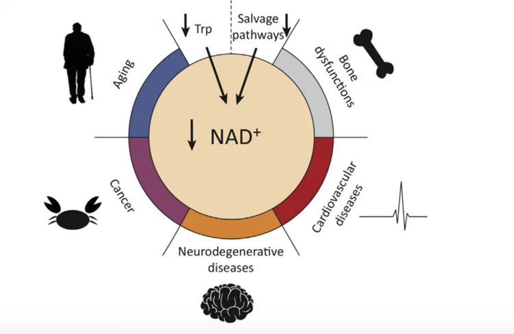 中國工廠供應 99% 煙酰胺 adenine dinucleotide,nad /nadh,nadp