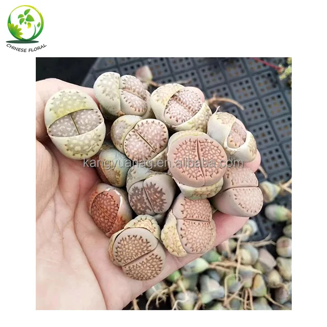 
Lithops 1-3cm for wholesale 
