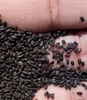 Natural Sacred Basil Ocimum Sanctum seeds dried Holy Basil, Tulsi whole plants