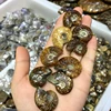 wholesale Madagascar natural small size ammonite fossils for pendant