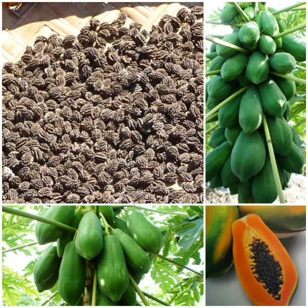 Семена Папайи Купить В Аптеке