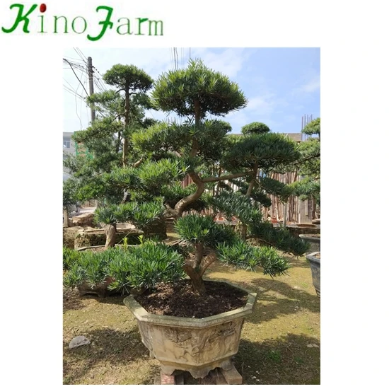 
Landscaping Podocarpus Bonsai Tree 