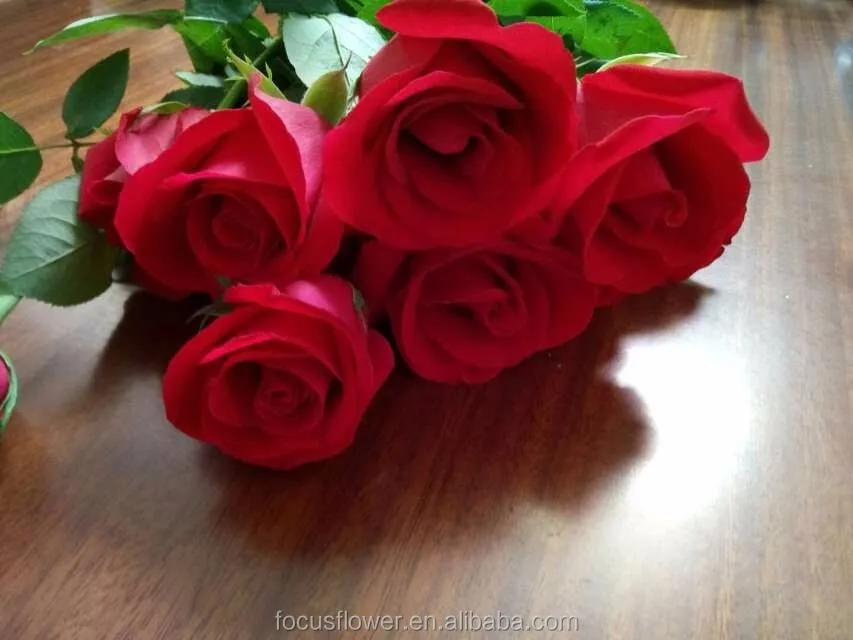 red rose 11 (1)