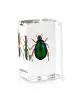 Red Leg Scarab Beetle insect embedded paerweight displayer
