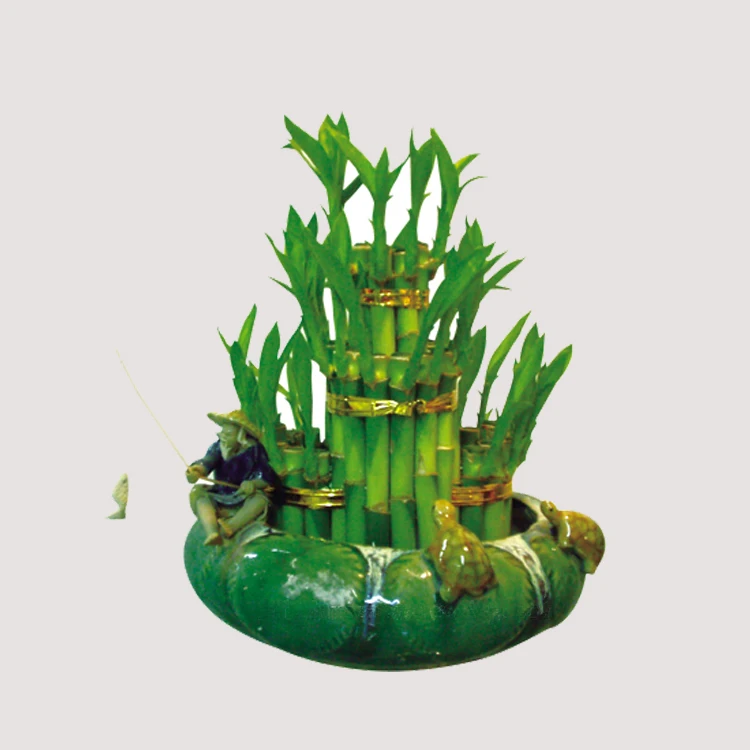 
factory natural plants dracaena sanderiana lucky bamboo 