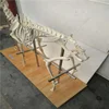 medical educational skeleton vivid superior sheep skeleton for students study