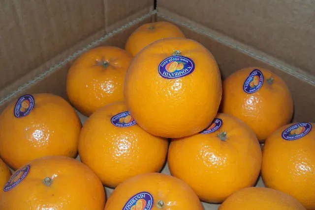 Mandarin 24