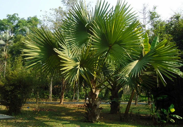 TRACHYCARPUS FORTUNEI 100 semi seeds Chamaerops excelsa cold resistant 18°C