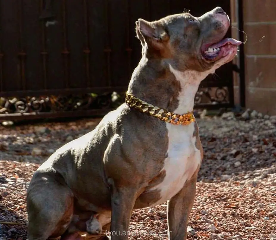 30mm Stainless Steel Luxury Cuban Link Gold Chain Pitbull Collar