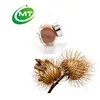 traditional Chinese medicine treat sore throats 10:1 Burdock Seed Extract