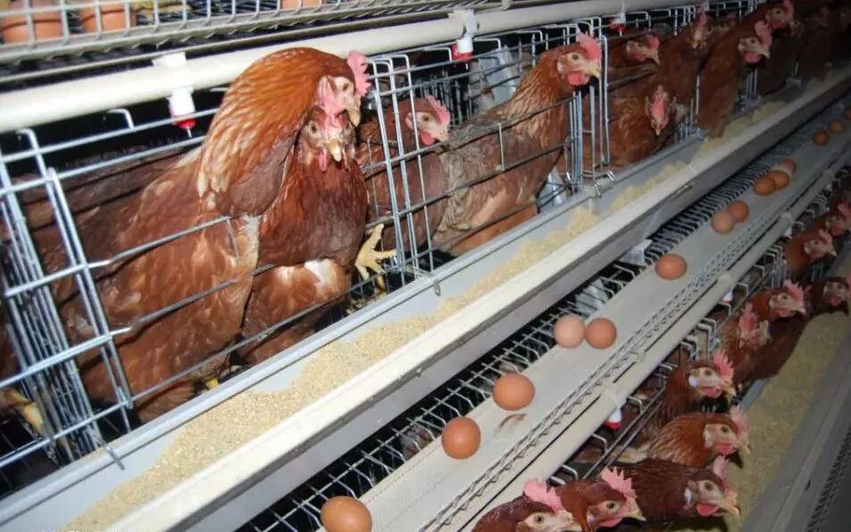 Best Sell Galvanized Welded Wire Chicken Cages Prefab Chicken Farm