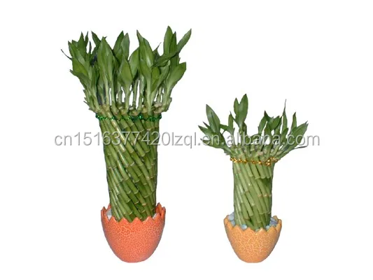 
Farm price dracaena sanderiana indoor live aquatic potted plants Chinese Fengshui wheel lucky bamboo 
