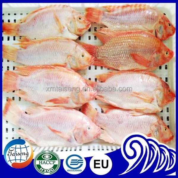 Frozen Red Tilapia Fish Price Suppliers And Manufacturers At Alibaba Frozen Red Tilapia Fish Price Suppliers And Manufacturers At Alibaba