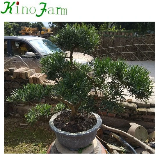 
Landscaping Podocarpus Bonsai Tree 