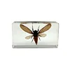 Insect specimen acrylic embedded decorative antique paperweights