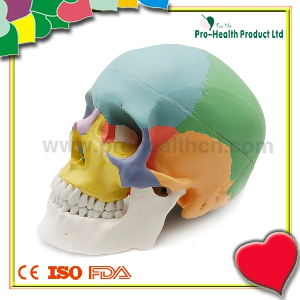 Colored Simulated Pvc Plastic Anatomy Medical Human Skull Bone Model ...