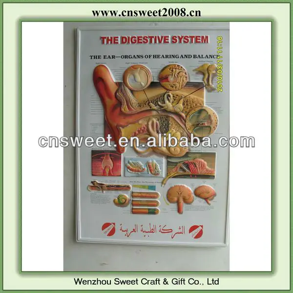 
Hot selling plastic pvc 3d education poster for advertising 