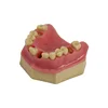 Teeth Study Pull-out exercise model Teeth Model