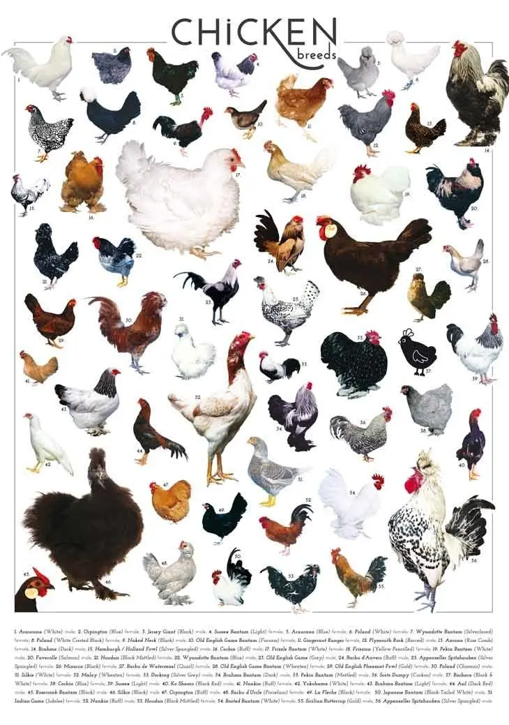 Cheap Small Chicken Breeds, find Small Chicken Breeds deals on line at