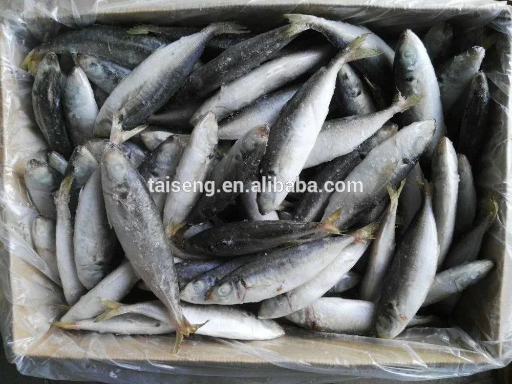 horse mackerel 2.jpg