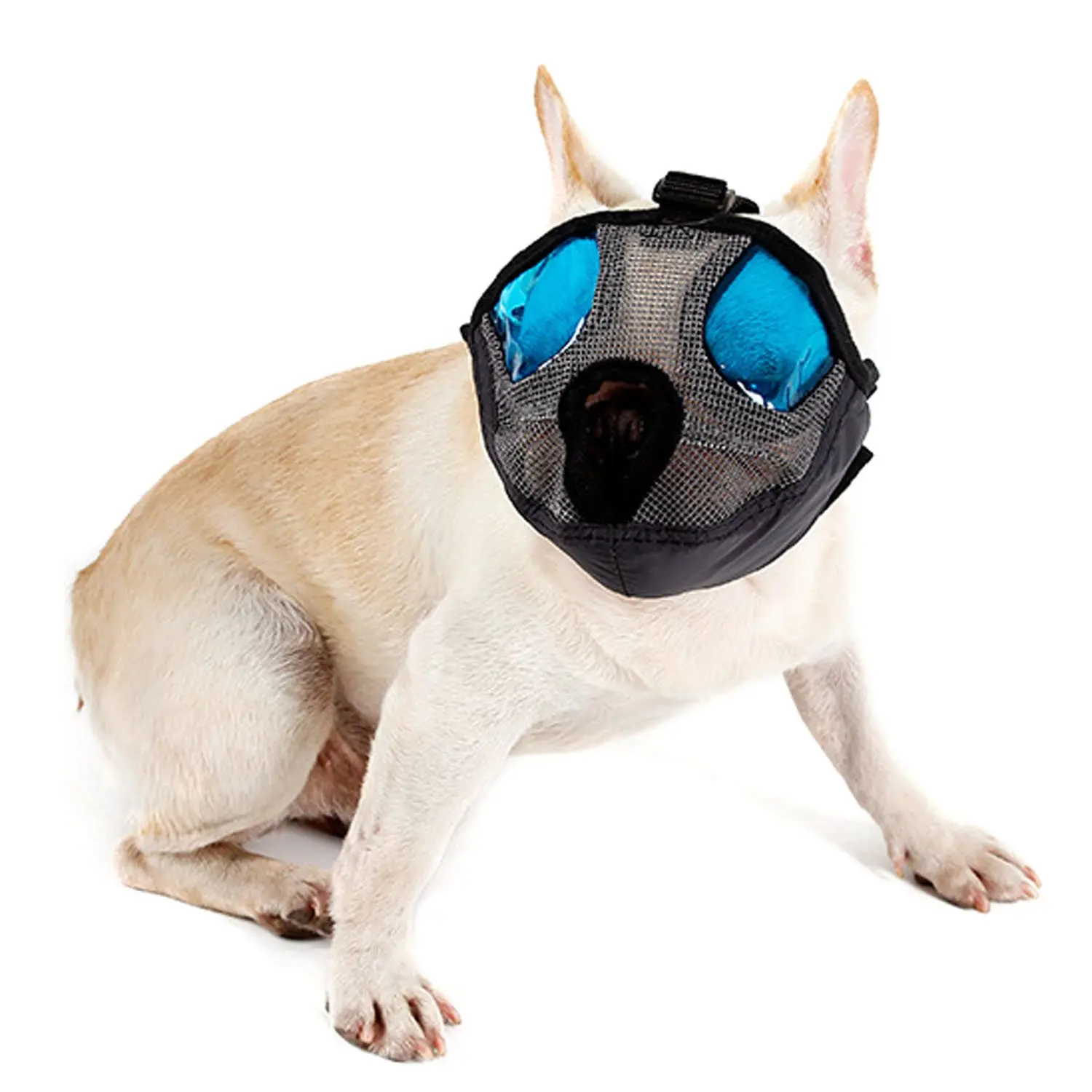 flat face dog muzzle flat face dog muzzle