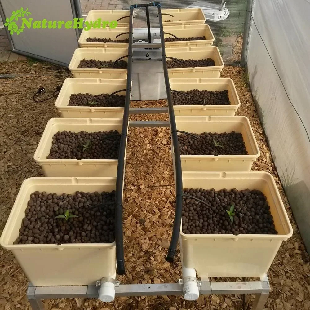 
Nutrient solution hydroponics plant eggplants 