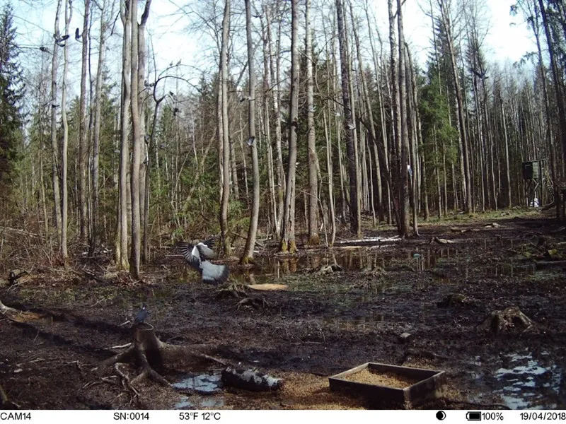 4G GPS Hunting Camera (2).jpg