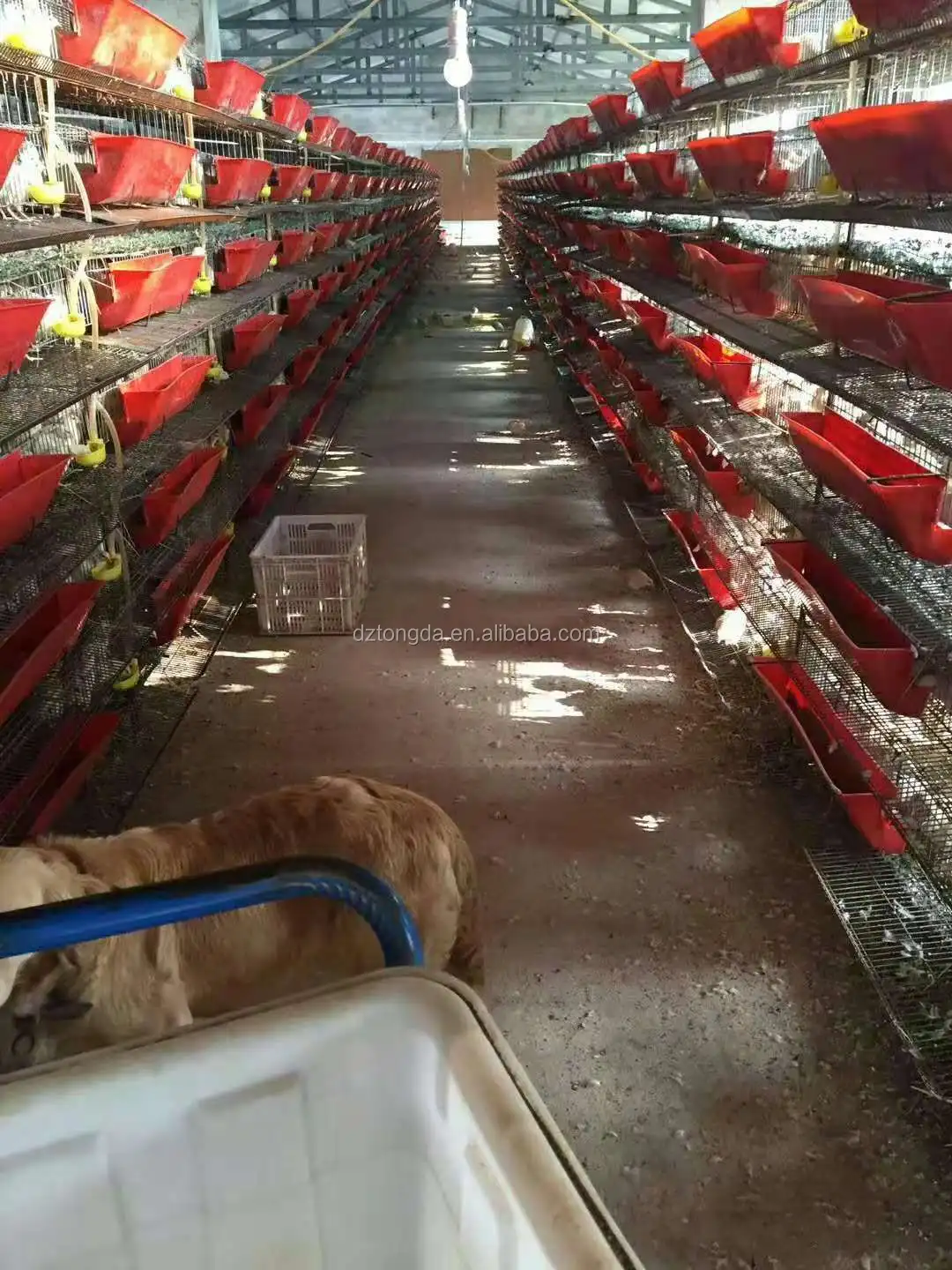 Animal Cage For Quail A Type Automatic Feeding Equipment Buy Animal