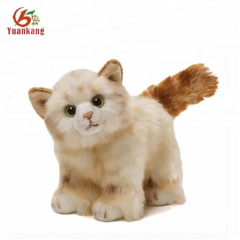 Unduh 4800 Gambar Hewan Kucing  