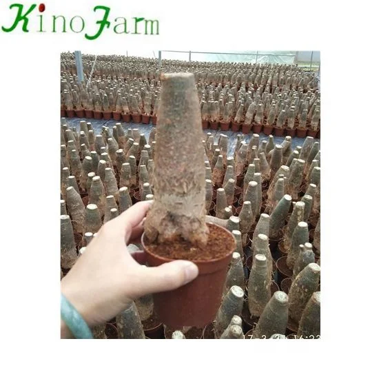 
pachira money trees plant 