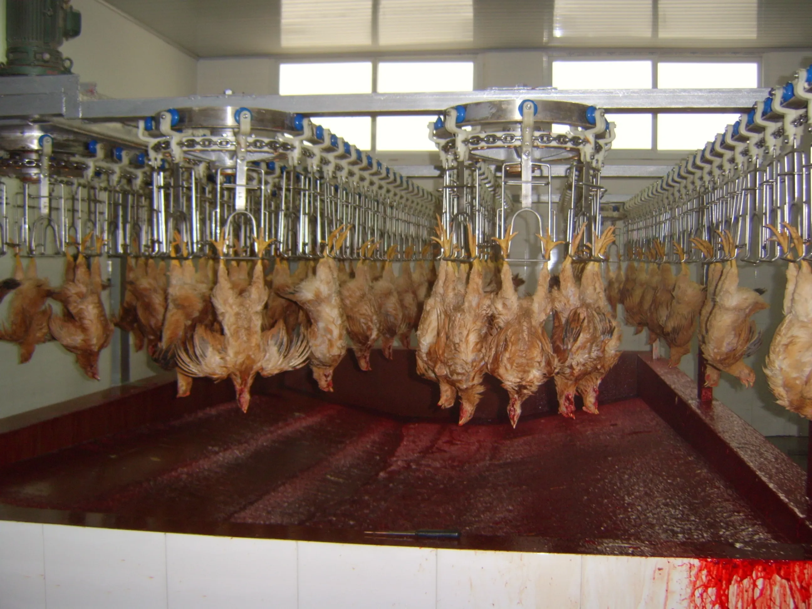 Chicken Duck Goose Use Slaughter House Equipment Buy