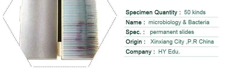 003 Microorganism cells prepared microscope slides.jpg