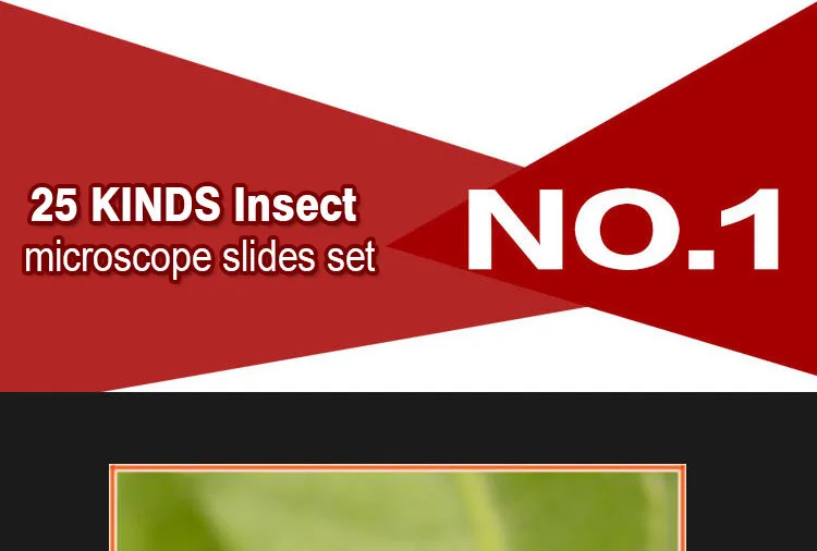 001 Entomology series microscope slides.jpg