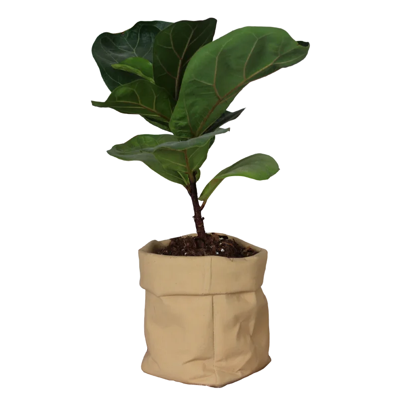

Kraft Paper bag design cement flower pot with paint for green plant home decor, Kraft paper color