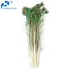 Horng Shya Excellent Quality Exporter Cheap Peacock Feather