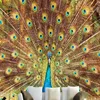HD stereo peacock open romantic wallpaper background wall decoration painting custom stereo mural