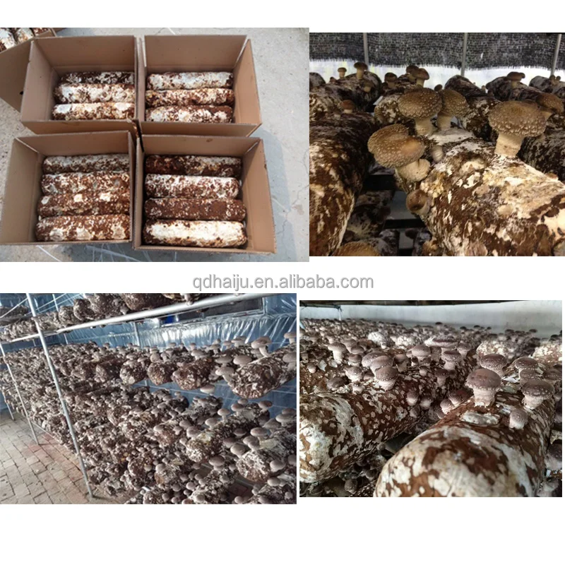 
Shiitake mushroom log for sale with good price 