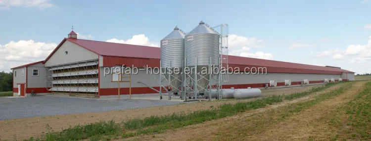 Large-scale automatic poultry farm design in broiler, layer poultry farm design