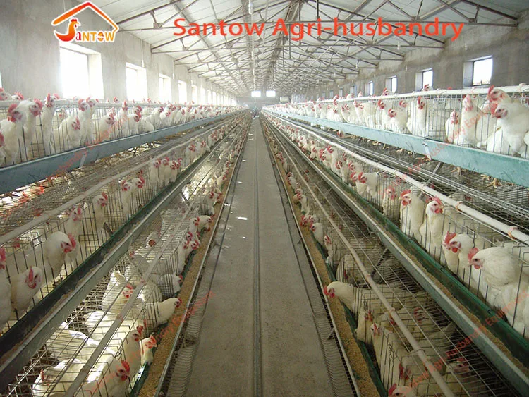 Oversea Gudang Dan Kantor Ayam Petelur Kandang Lapisan Telur Ayam