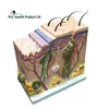 50 Times Amplified Human Structure Skin Anatomical Model For Teaching