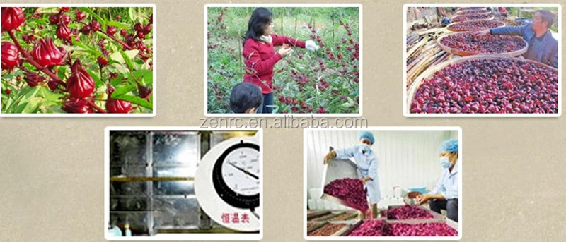 100% Pure and Natural Dried Hibiscus Roselle Sinensis Flower Tea