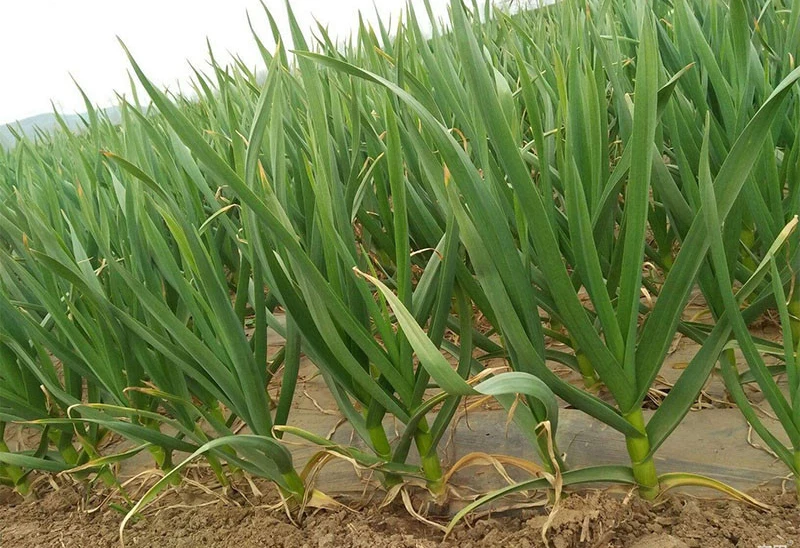 chinese 3p pure white garlic